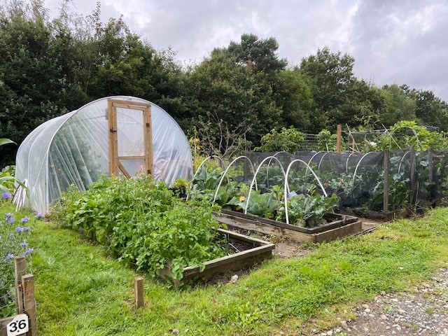 Photo of allotment