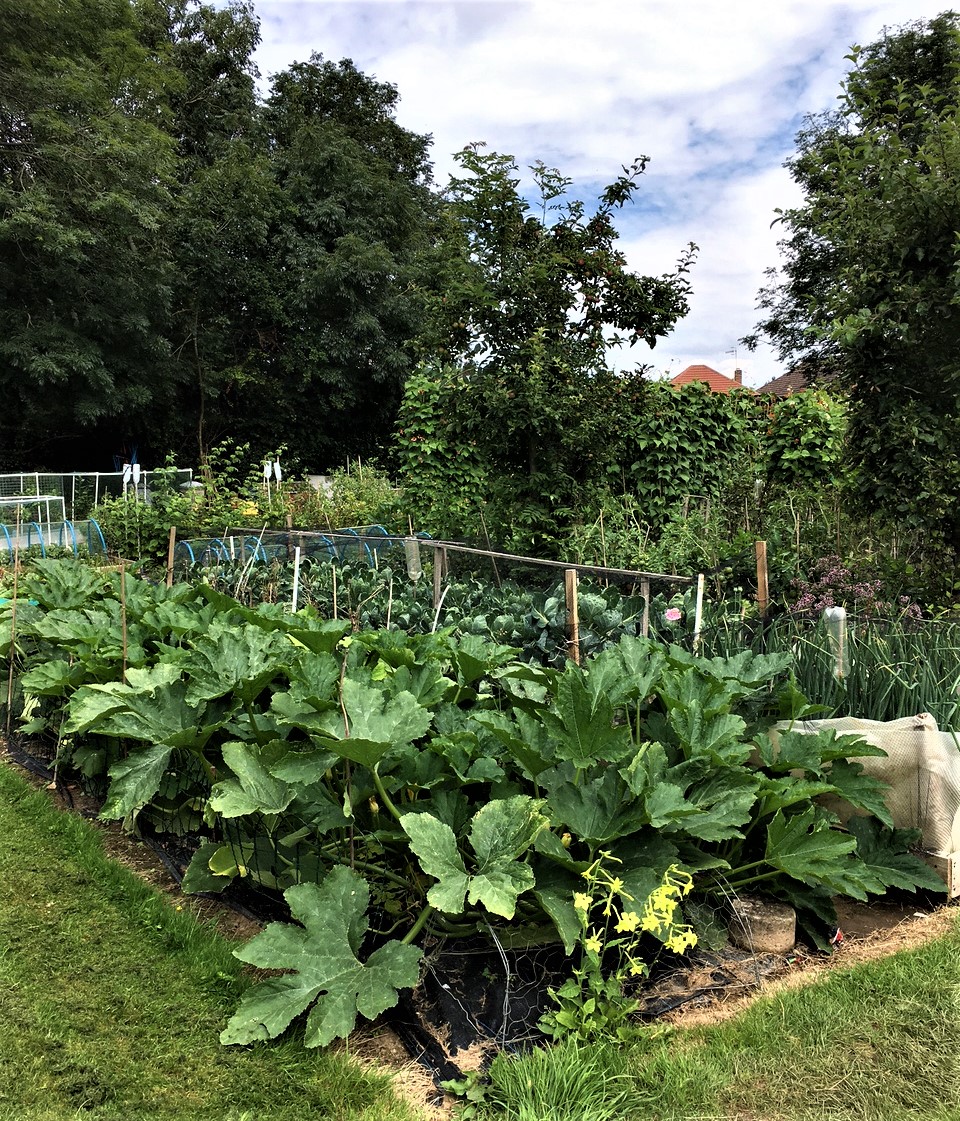 Photo of allotment