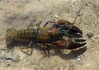 photograph of crayfish