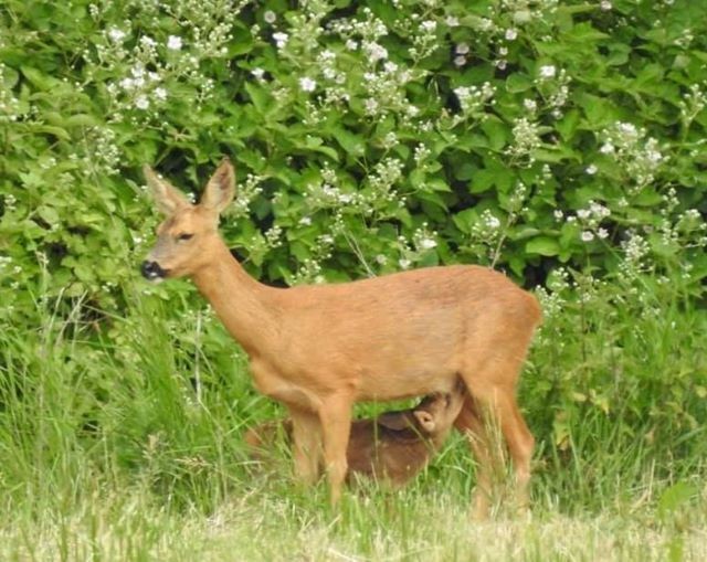 Photograph of fawn and mother